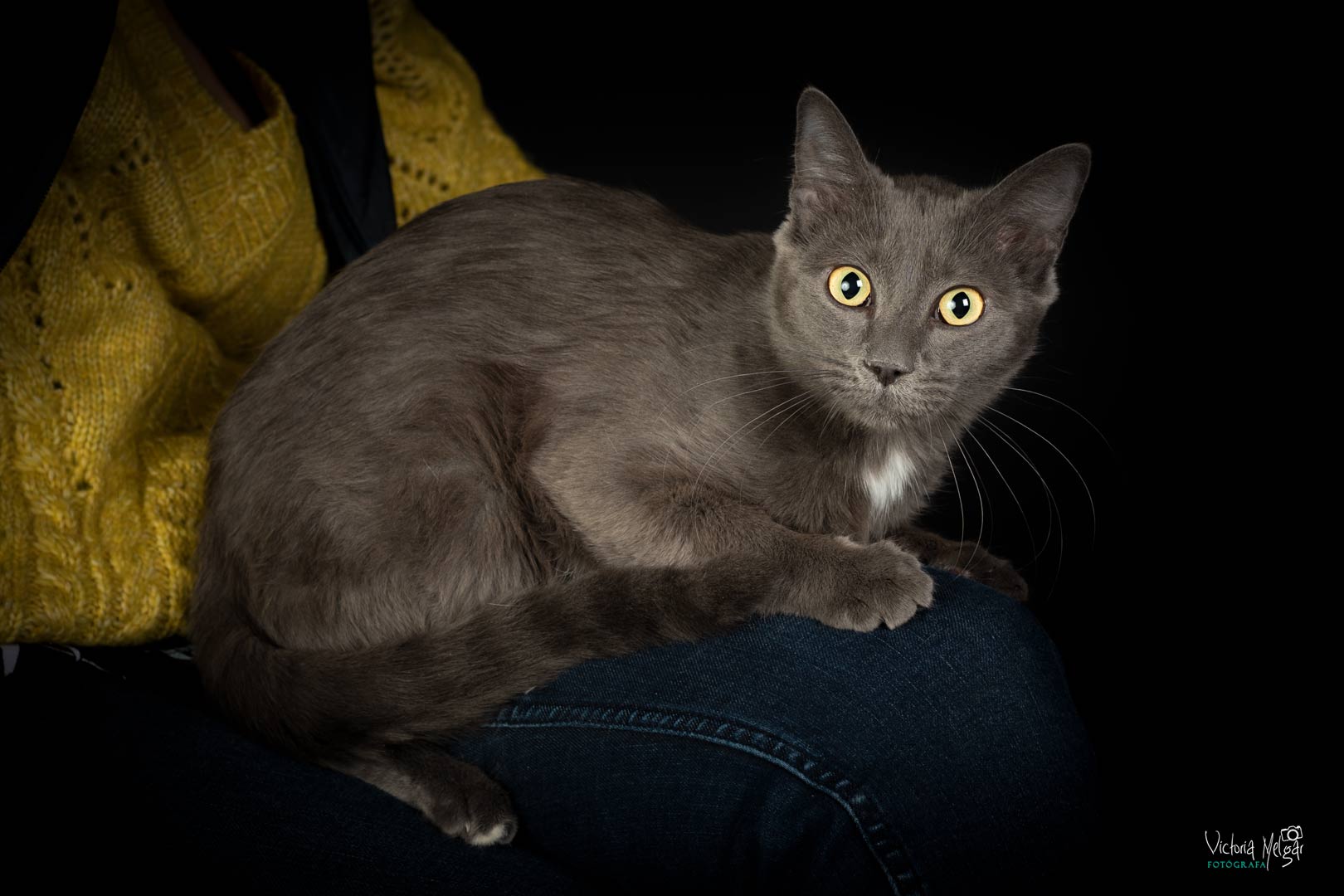 Lía reportaje de mascota victoria melgar reportajes de mascotas en Valladolid