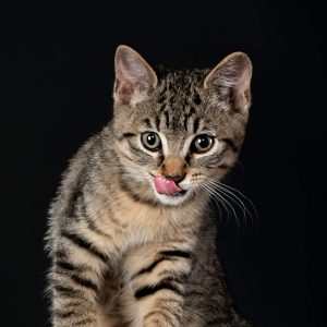 Reportajes fotográficos de fotos de mascotas en Valladolid