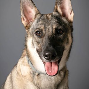 Reportajes fotográficos de fotos de mascotas en Valladolid