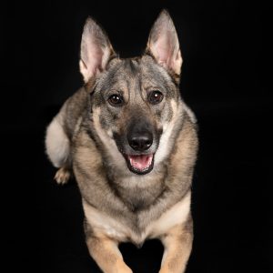 Reportajes fotográficos de fotos de mascotas en Valladolid
