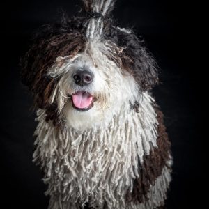Reportajes fotográficos de fotos de mascotas en Valladolid