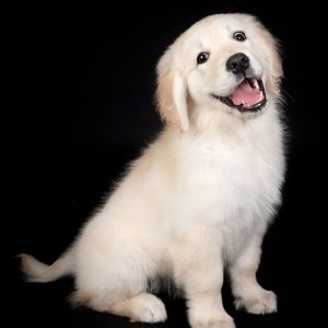 Reportajes fotográficos de fotos de mascotas en Valladolid