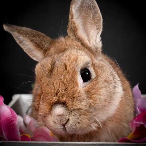 Reportajes fotográficos de fotos de mascotas en Valladolid