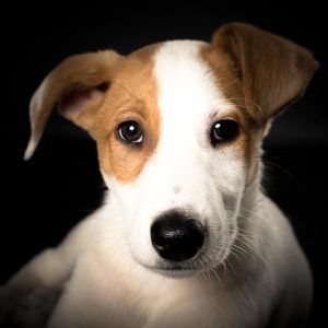 Reportajes fotográficos de fotos de mascotas en Valladolid