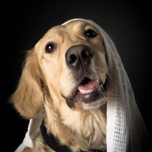 Reportajes fotográfico de fotos de mascotas en Valladolid