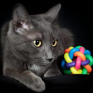 Reportajes fotográficos de fotos de mascotas en Valladolid